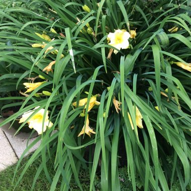 Daylily