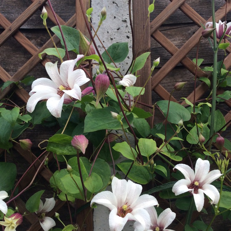 Plant image Clematis texensis 'Princess Kate'