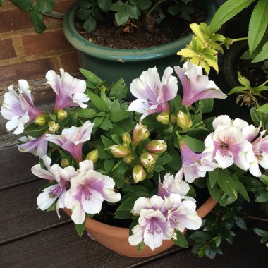 Peruvian Lily