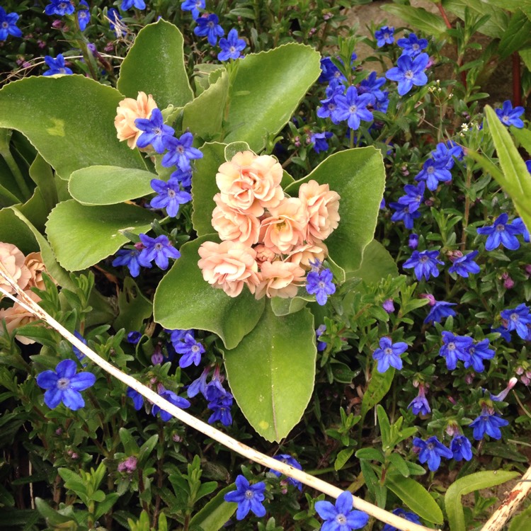 plant image 389114