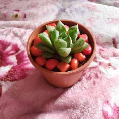 Haworthia Cuspidata Variegata