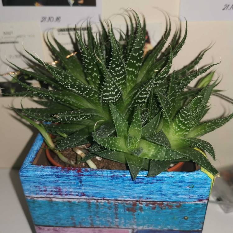 Plant image Haworthiopsis attenuata var. radula syn. Haworthia attenuata var. radula, Haworthia radula