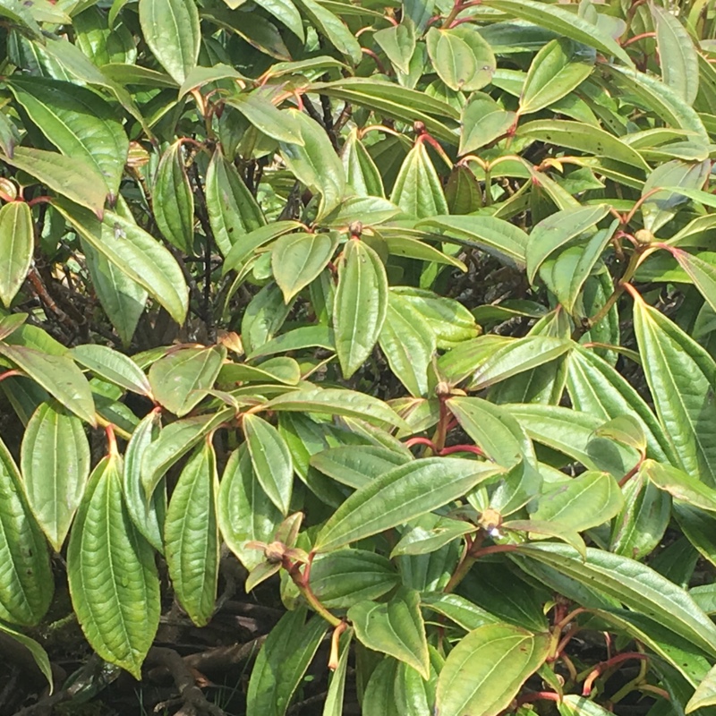 Plant image Viburnum davidii