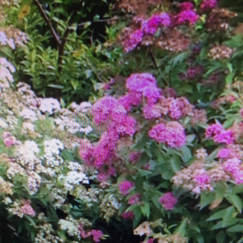 Claire's garden