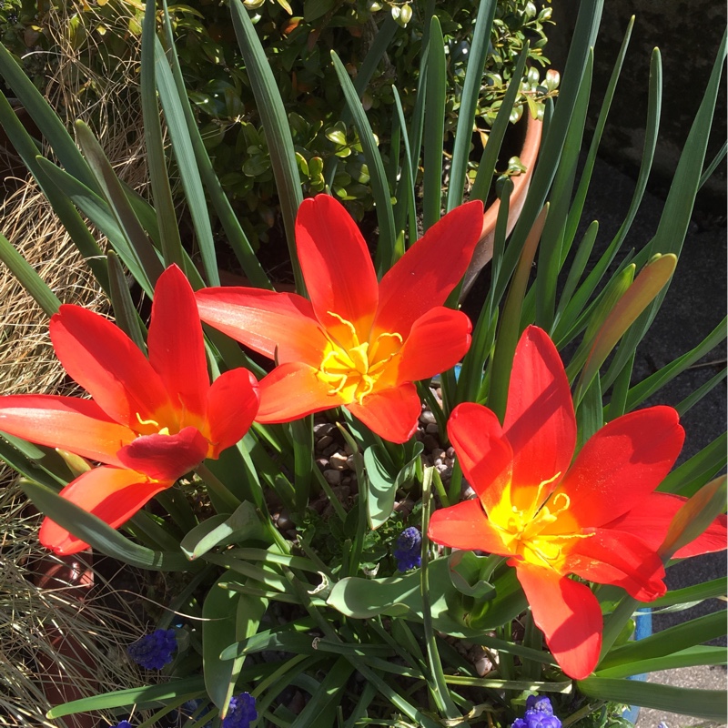 Claire's garden