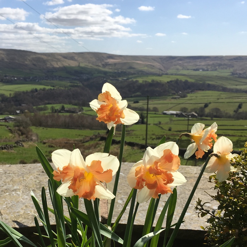 Claire's garden