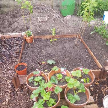 Jane's garden