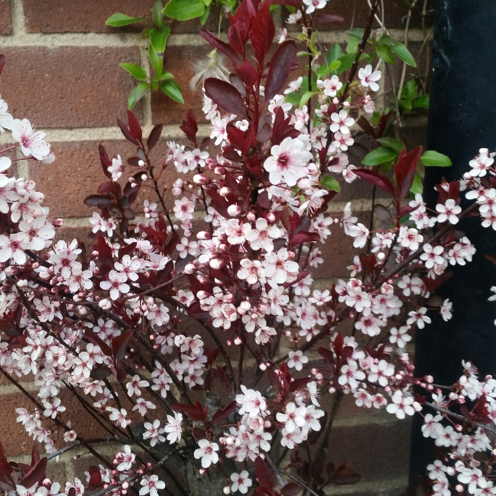 Plant image Prunus x cistena