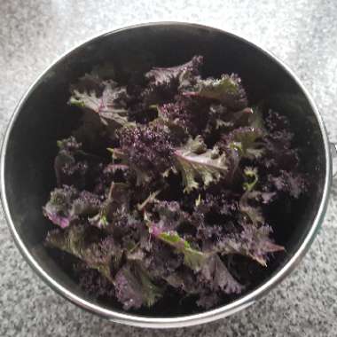 Kale