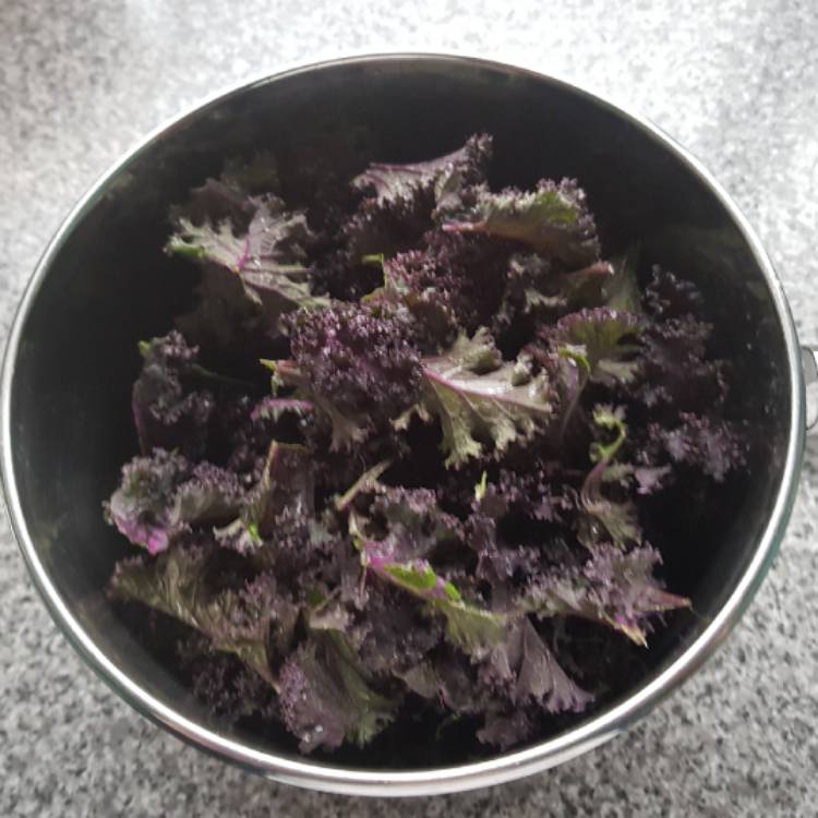 Plant image Brassica oleracea (Acephala Group)