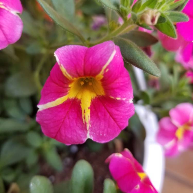 plant image 1011129