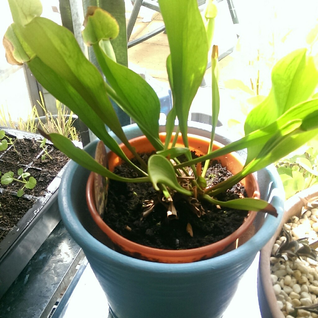 Plant image Sarracenia Purpurea