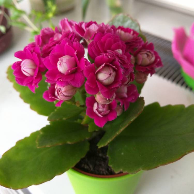 Plant image Kalanchoe blossfeldiana 'Calandiva Pink'
