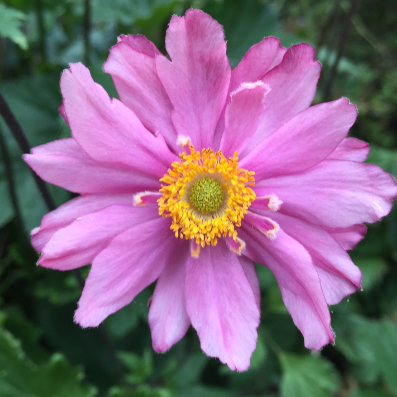 plant image 179749