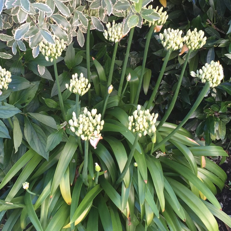 Plant image Agapanthus africanus 'Albus'