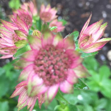 Masterwort