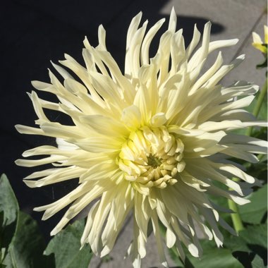 Dahlia 'White Star'