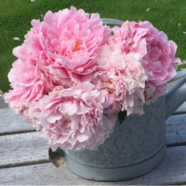 Peony
