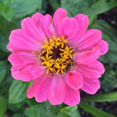 Jane's garden