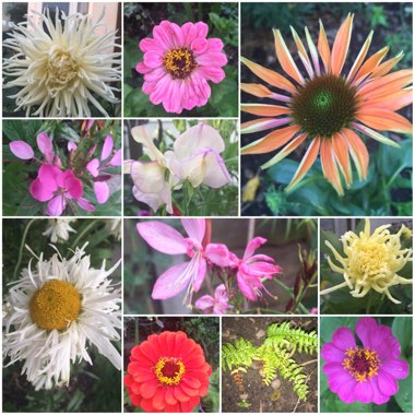 Jane's garden