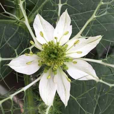 Love-in-a-mist 'Miss Jekyll Alba'