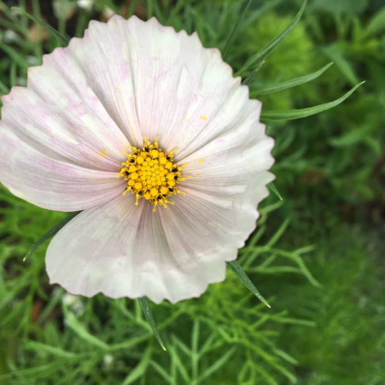 plant image 502759