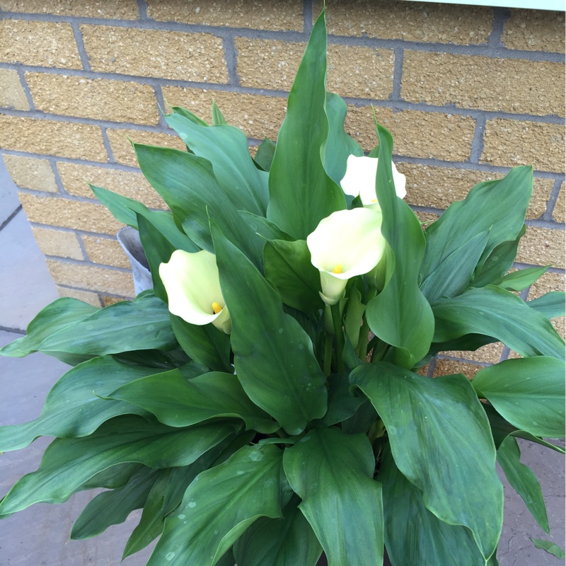 Carol's garden