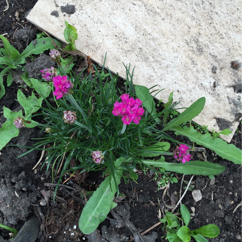 plant image 101513