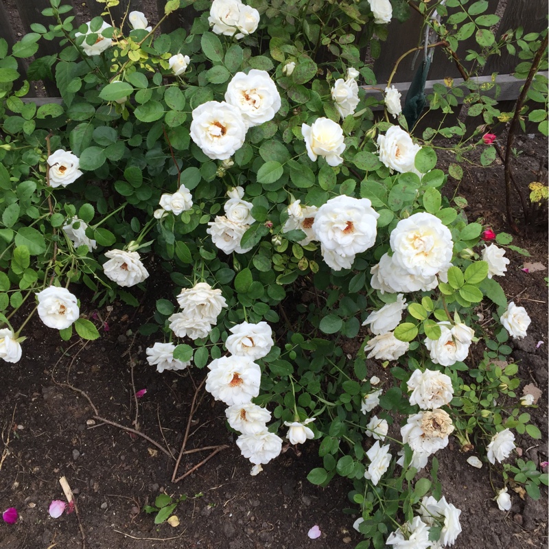 plant image 126195