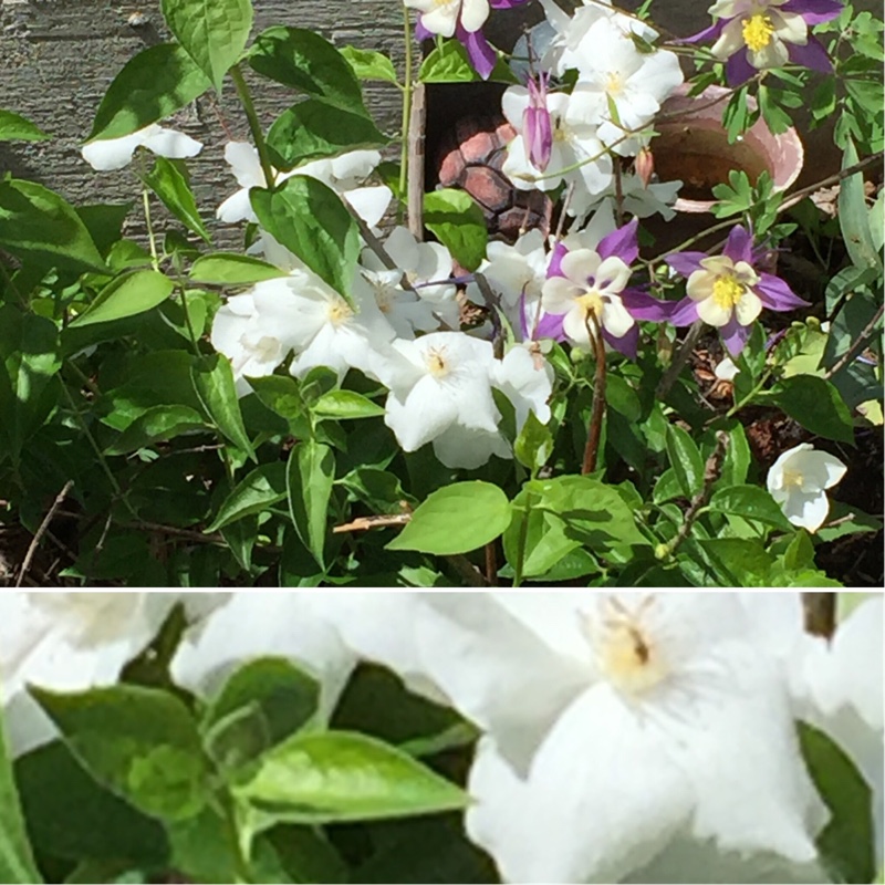 Plant image Philadelphus lewisii