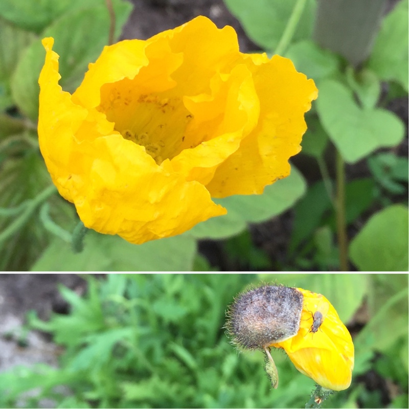Plant image Papaver nudicaule 'Gartenzwerg Group' syn. Papaver nudicaule 'Garden Gnome Group'