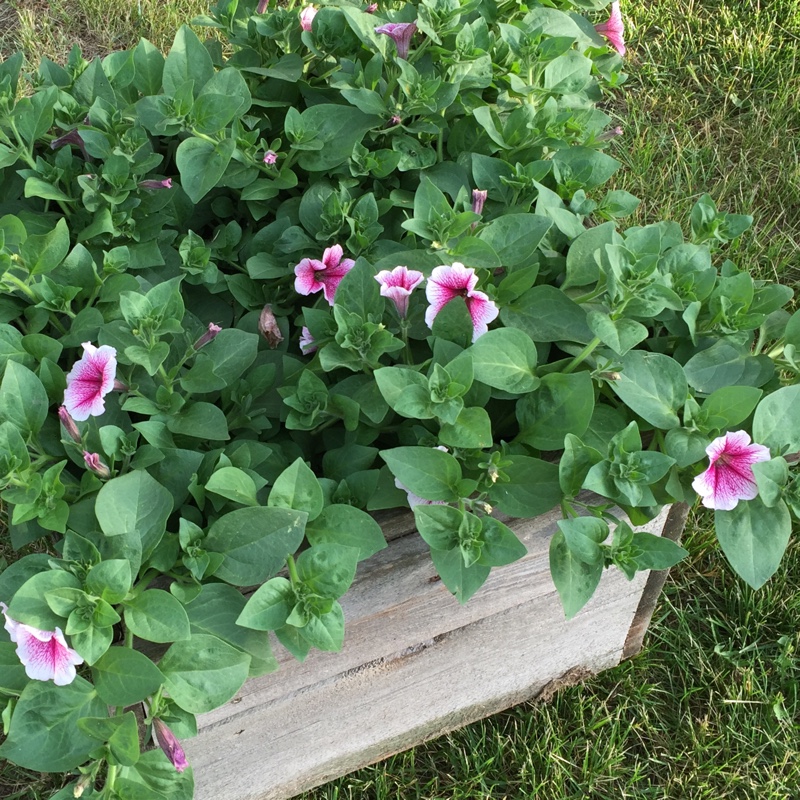 plant image 149566