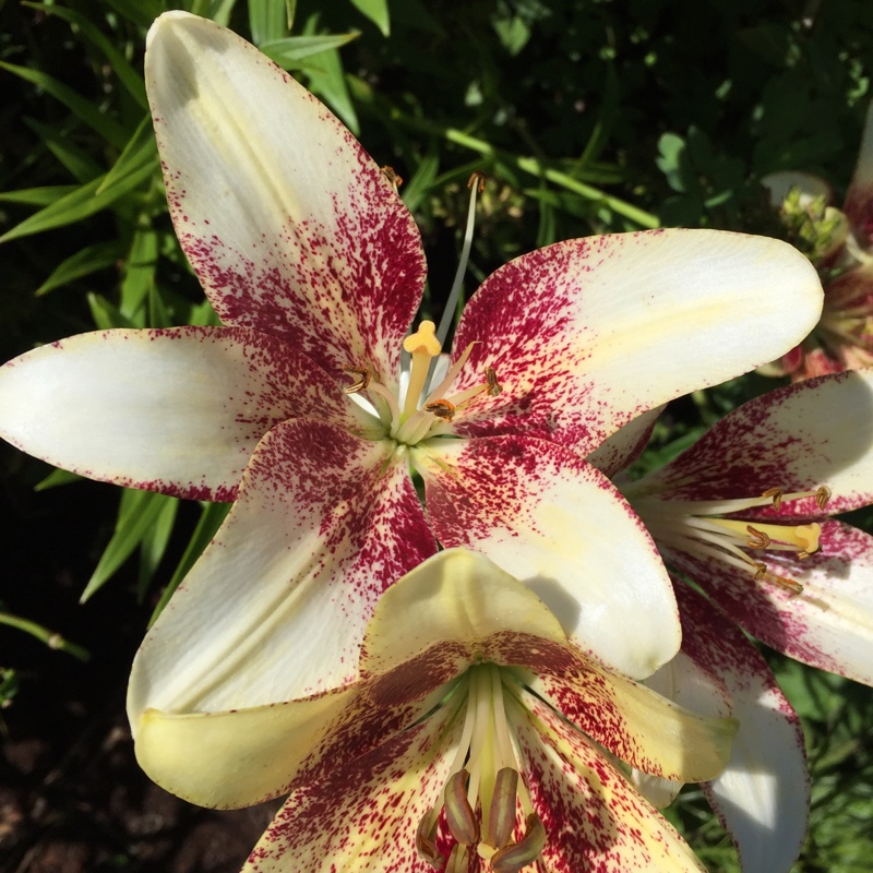 Plant image Lilium 'Zanlophator' syn. Lilium 'Triumphator'