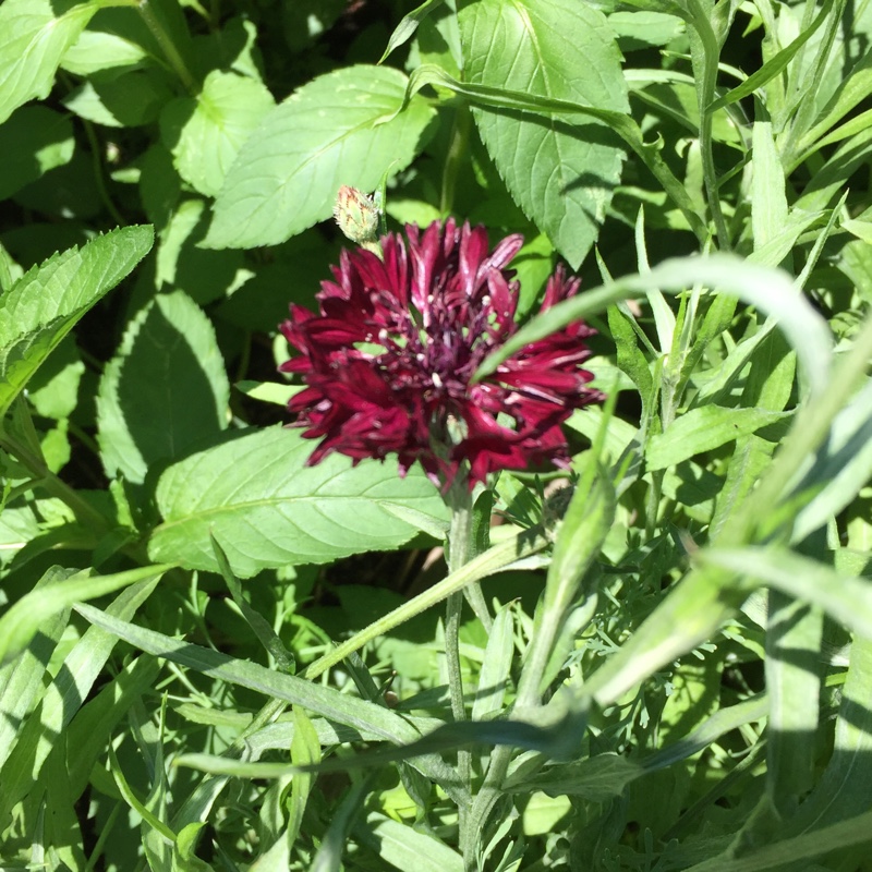 Plant image Centaurea cyanus 'Black Ball'