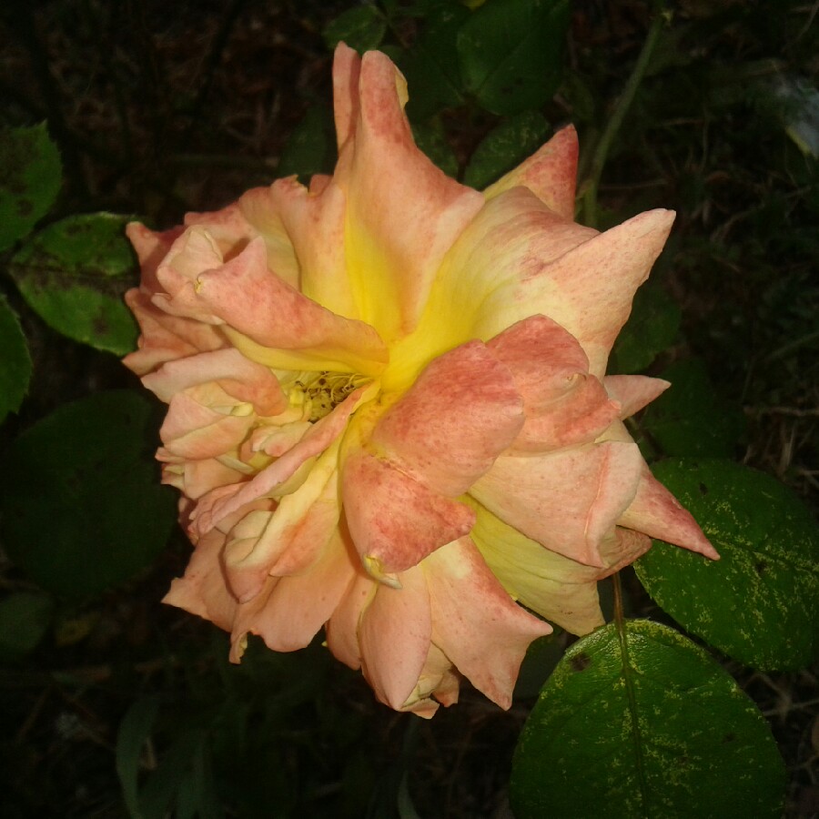 Laura's garden