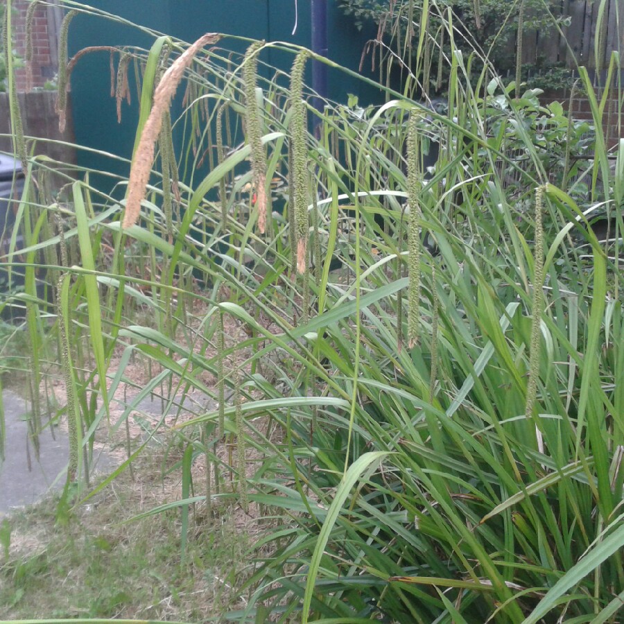 Laura's garden