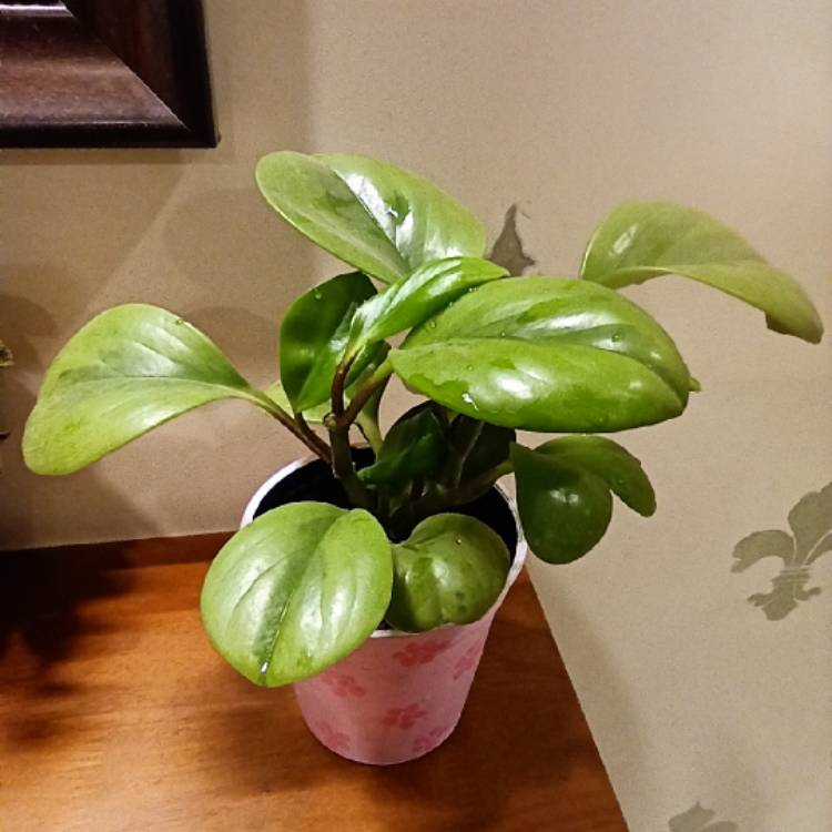 Plant image Peperomia scandens