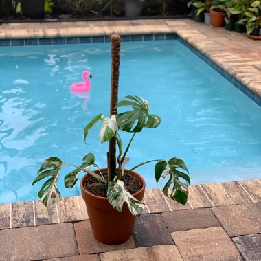 Swiss Cheese Plant 'Borsigiana Albovariegata'