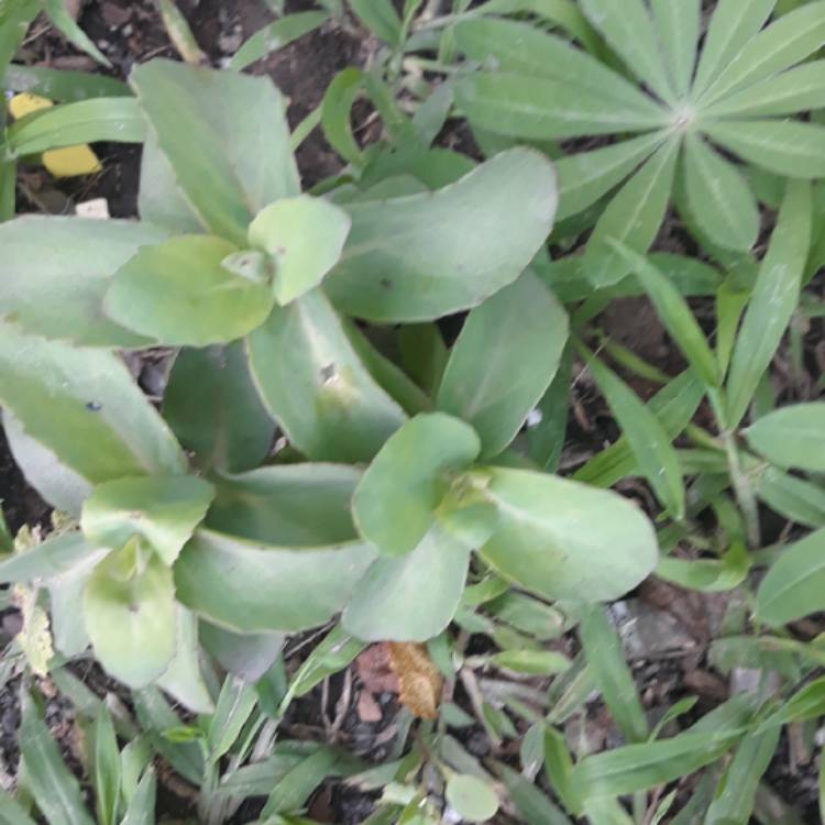 Plant image Lobelia Erinus 'Monsoon'