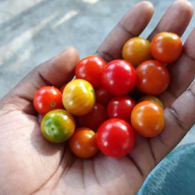 Growing with's garden