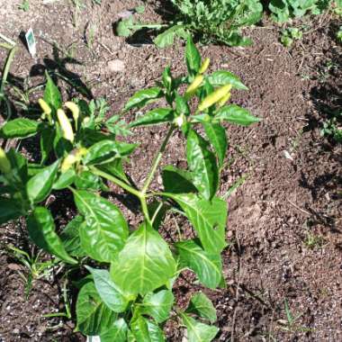 Growing with's garden