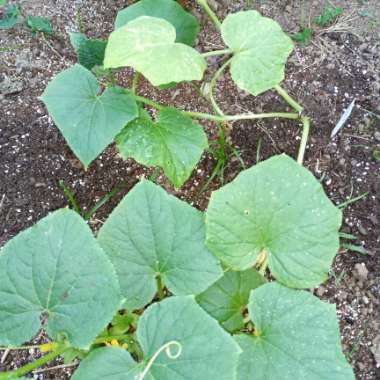 Growing with's garden
