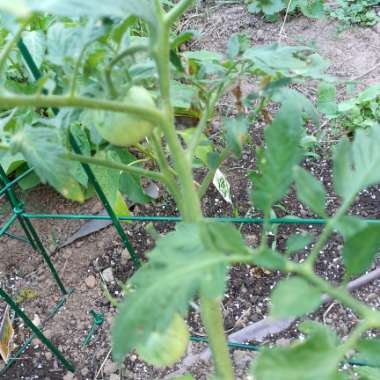 Growing with's garden