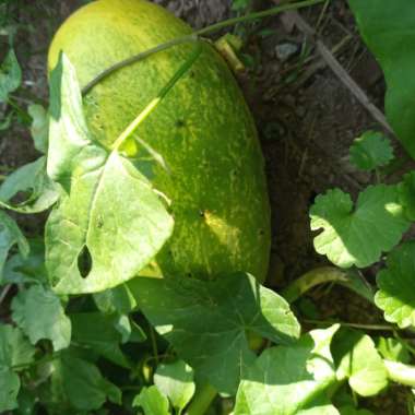 Growing with's garden