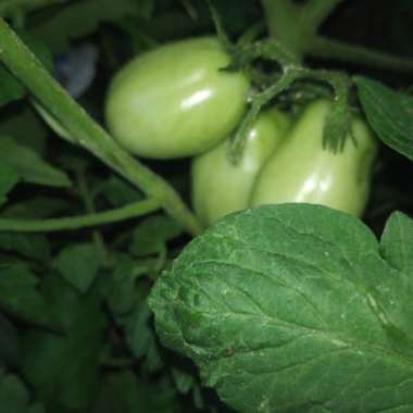 Growing with's garden
