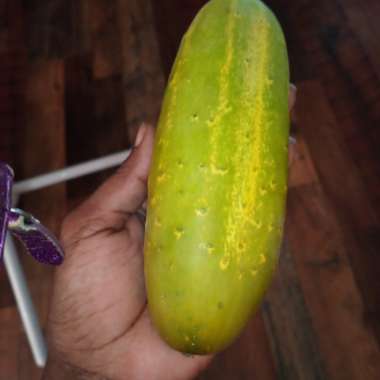 Growing with's garden