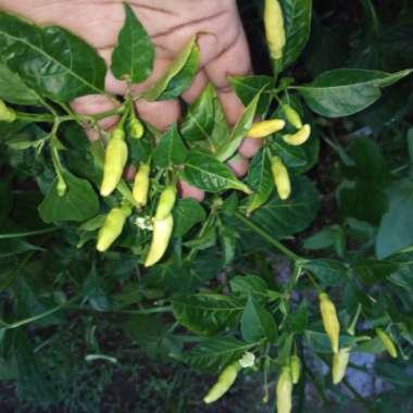 Growing with's garden