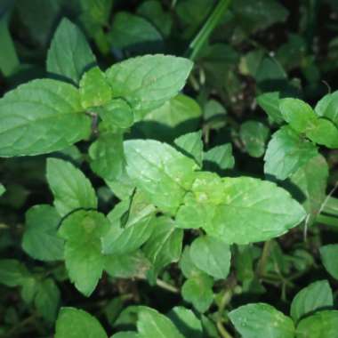 Growing with's garden