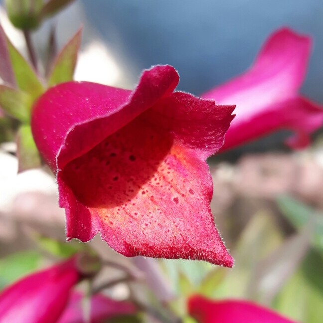 Plant image Digitalis Illumination Series