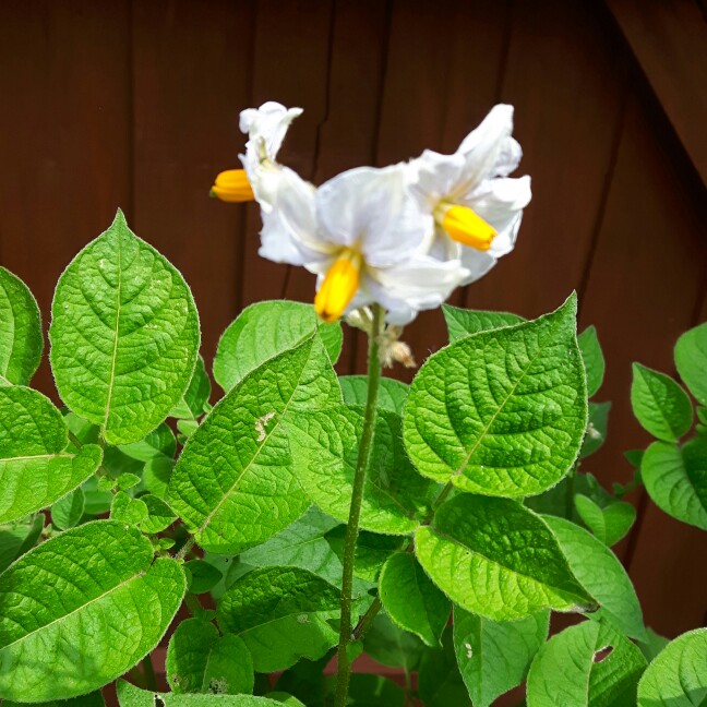 Plant image Solanum tuberosum 'Rocket'